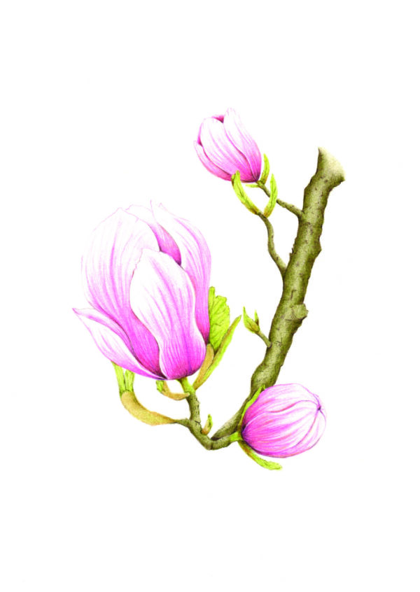 botanische wenskaart magnolia