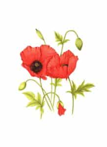 botanische kaart klaprozen