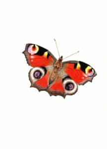 botanische kaart dagpauwoog