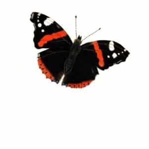 botanische kaart atalanta